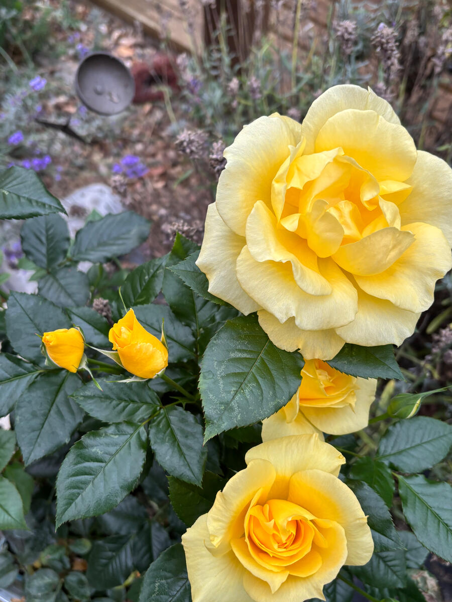 Yellow roses Yellow roses